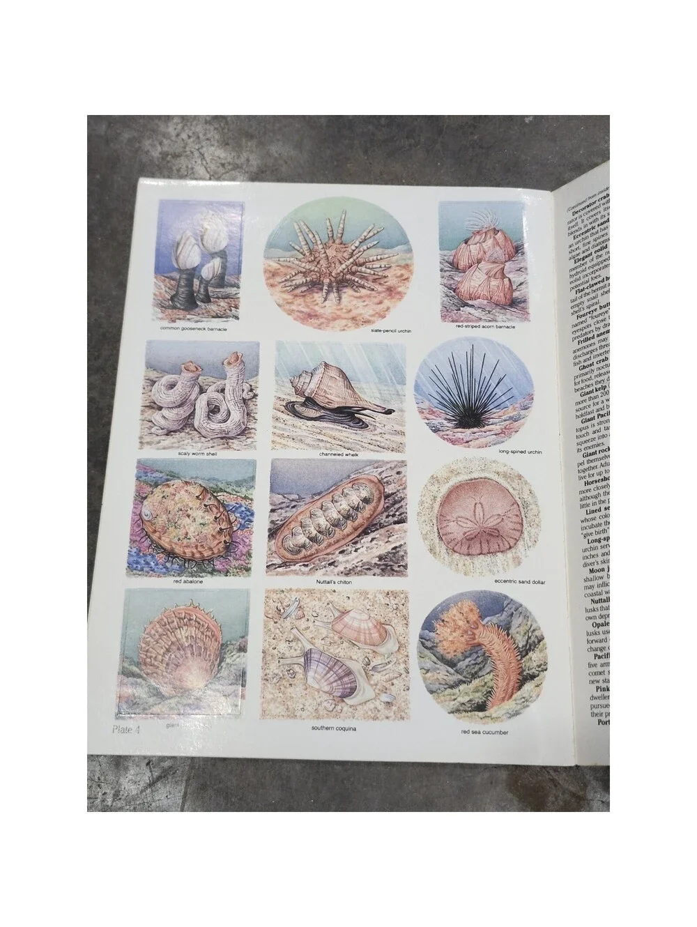 SEA LIFE STICKERS IN FULL COLOR: 48 PRESSURE-SENSITIVE By Valerie Kells